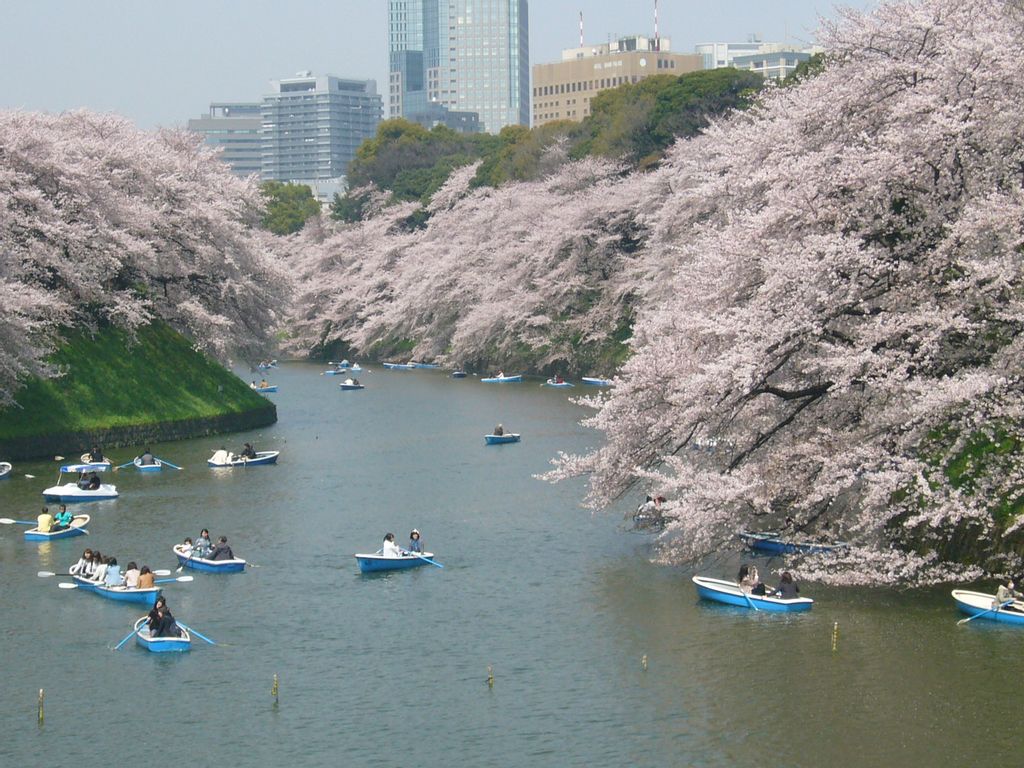 Cherry Blossom 2020 Season in Japan: 5 Best Spots in Tokyo