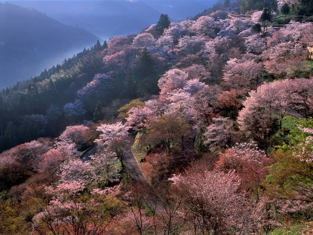 Mt. Yoshino in spring when the cherry blossoms open en masse