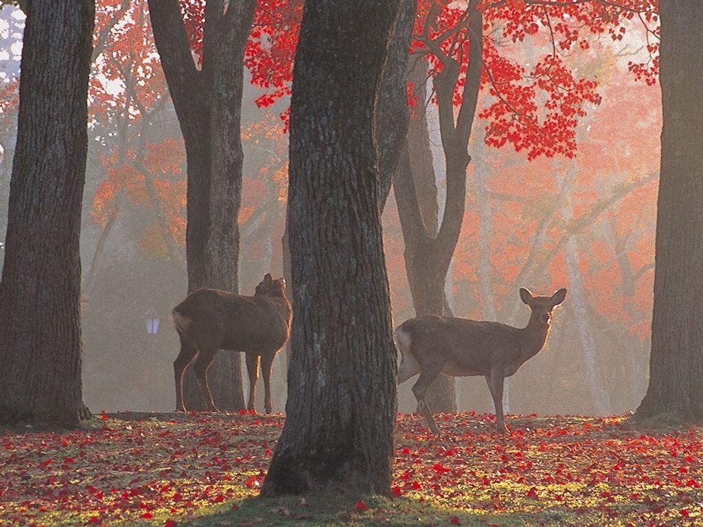 Deer are like mascots for Nara Park