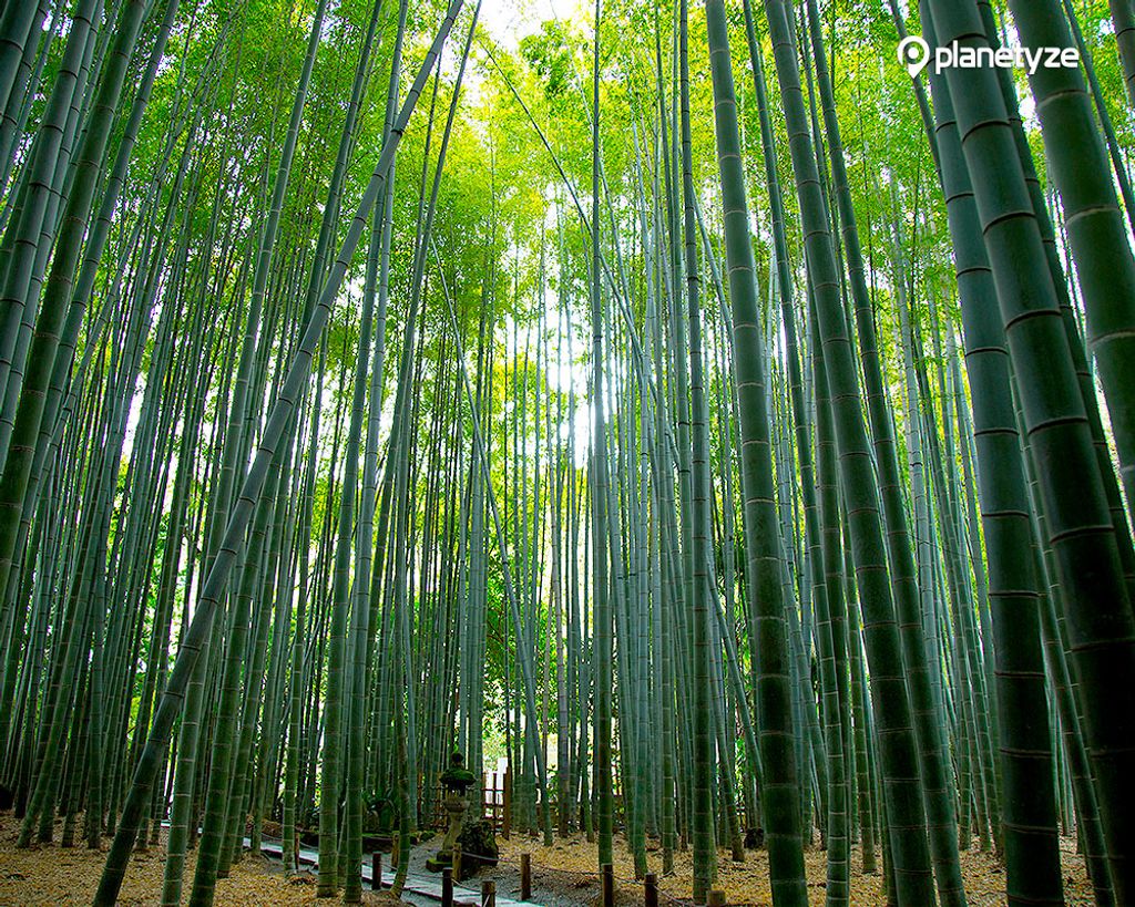 The tranquility of the bamboo forest